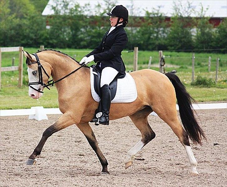 DSP Gloria  B-Pony - Stævne på SAR.
 Fotograf: Cecilie billede 19