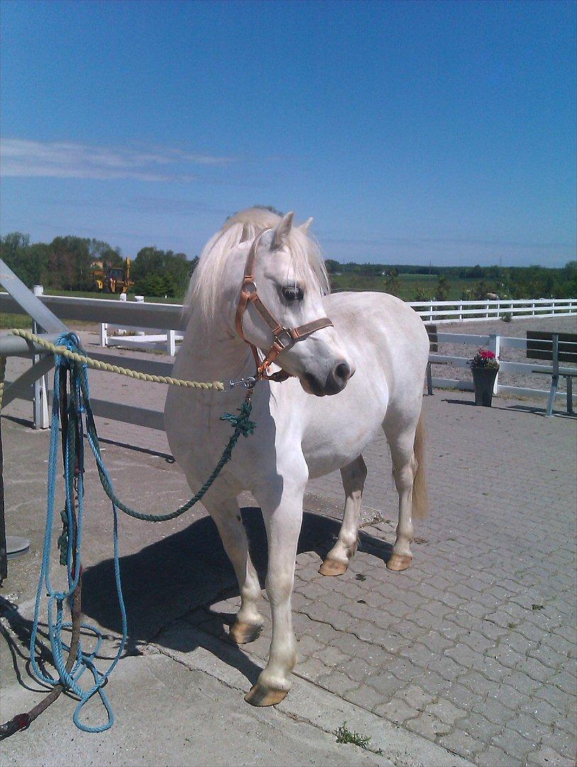 Welsh Mountain (sec A) Bombay<3 - Sommer 2012 <3 billede 2