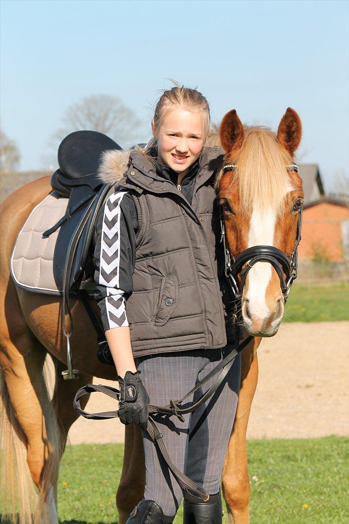 Tysk Sportspony Brisand billede 1