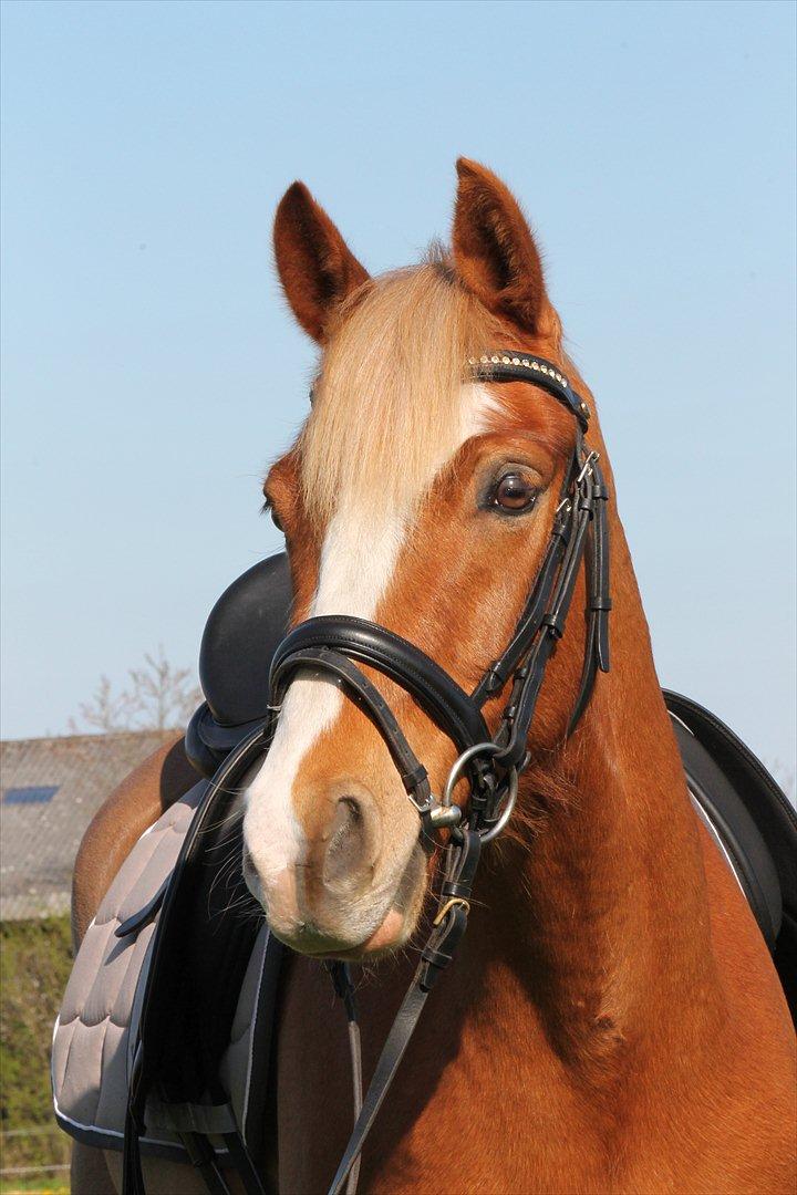 Tysk Sportspony Brisand billede 16