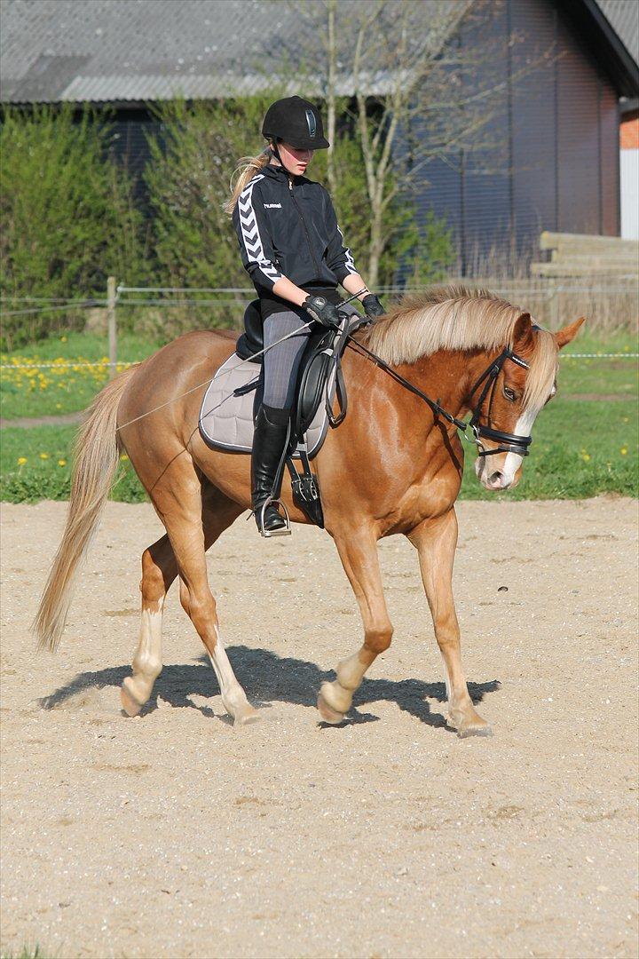 Tysk Sportspony Brisand billede 19