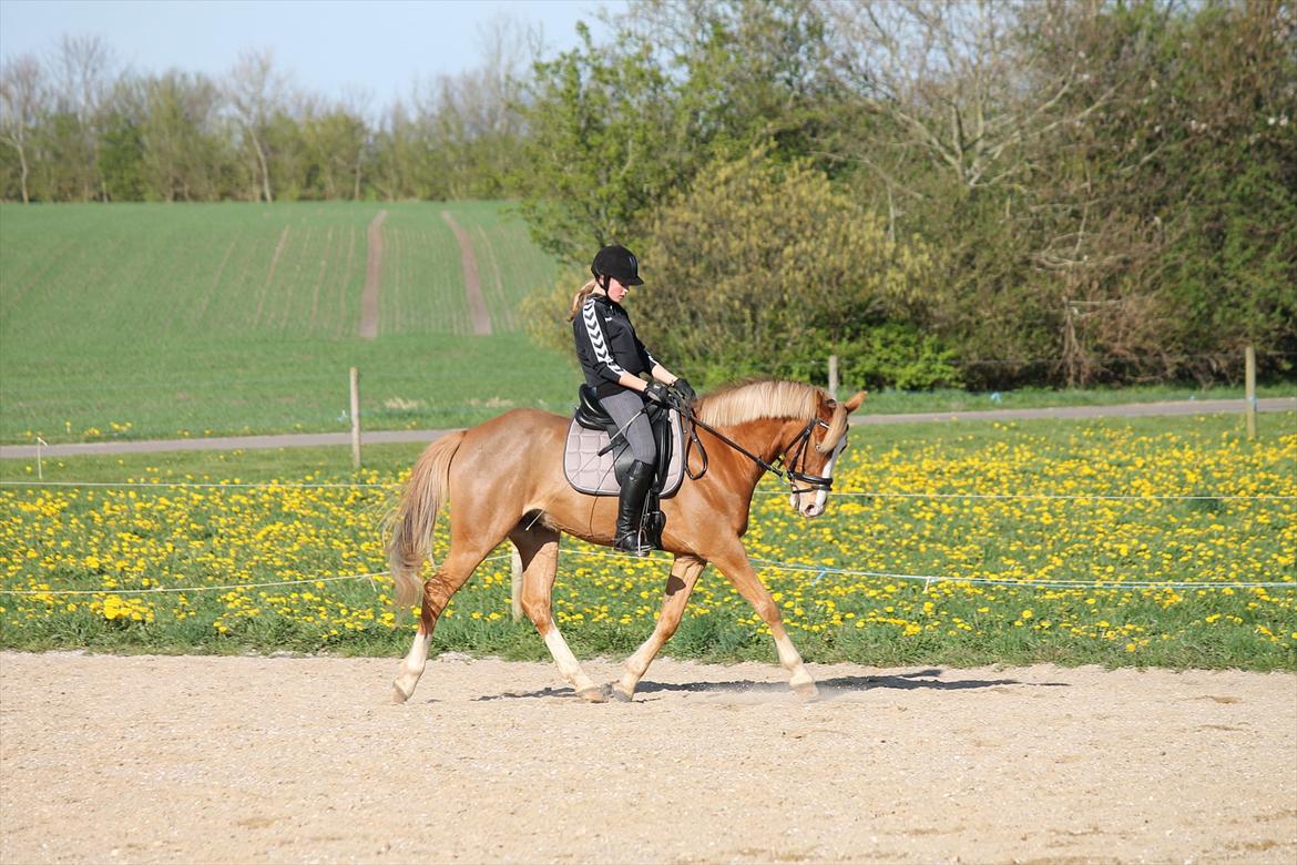 Tysk Sportspony Brisand billede 8