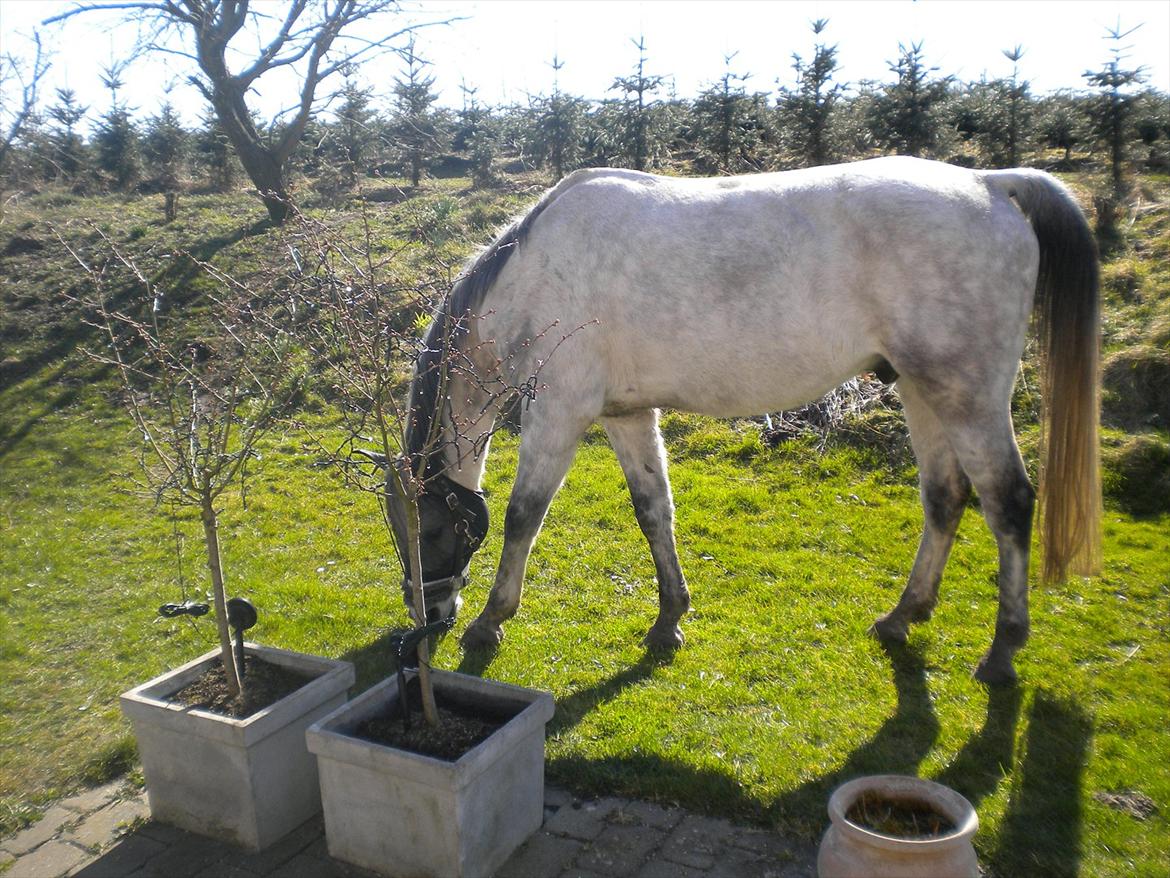 Arabisk fuldblod (OX) CA Kemt ox - Min dejlige hest der går og græssser i haven.<33 billede 12
