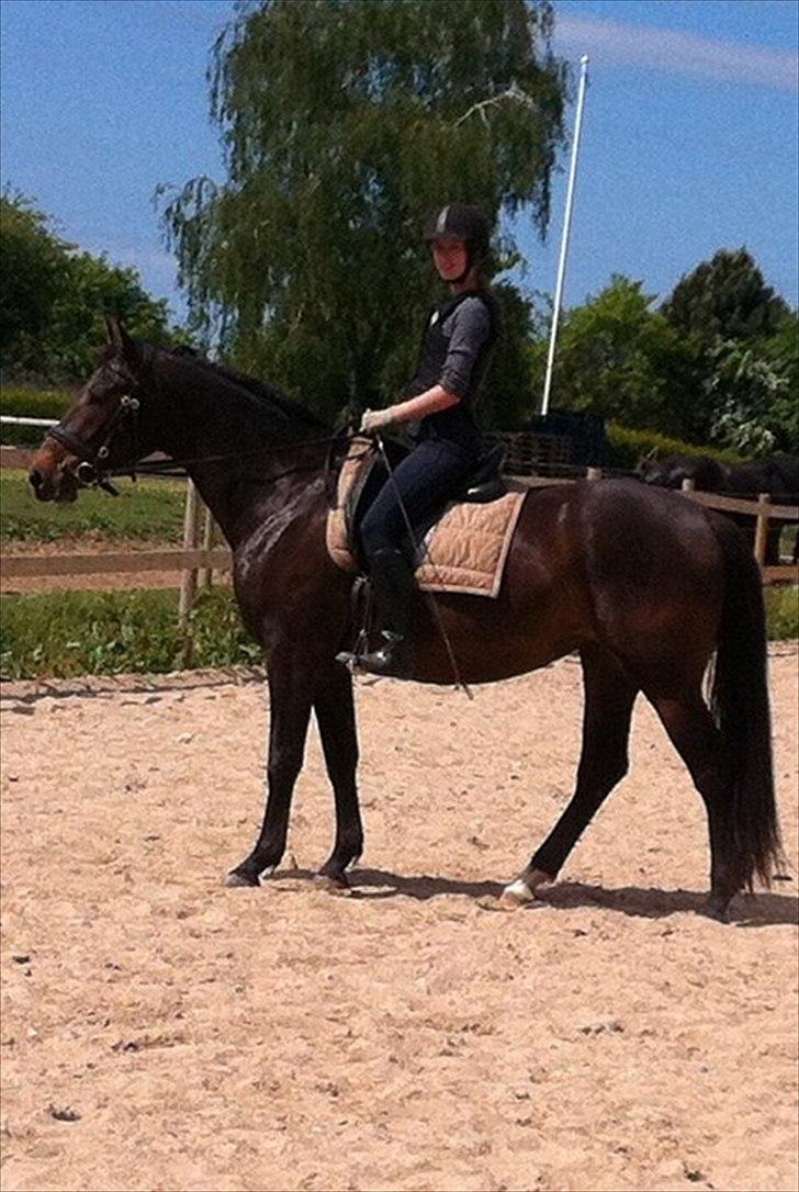 Anden særlig race Egekvist's Chili - Min prinsesse bliver tilredet! <3
D. 27/5-12 billede 2