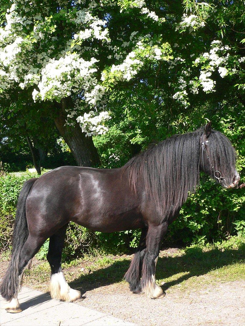 Tinker Zarmora R.i.P - Zarmora, Maj 2012 billede 17