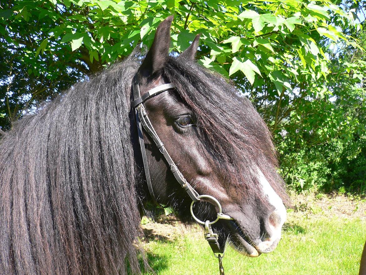 Tinker Zarmora R.i.P - Maj 2012 billede 18