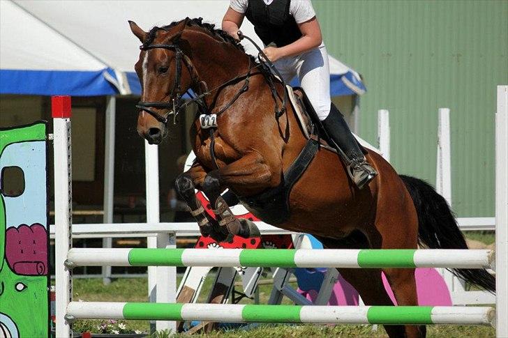 Dansk Varmblod Jaqueline billede 14