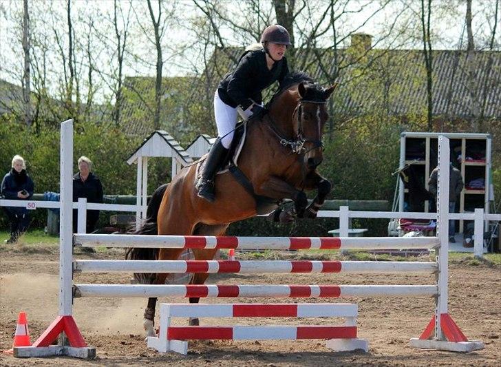 Dansk Varmblod Jaqueline billede 15