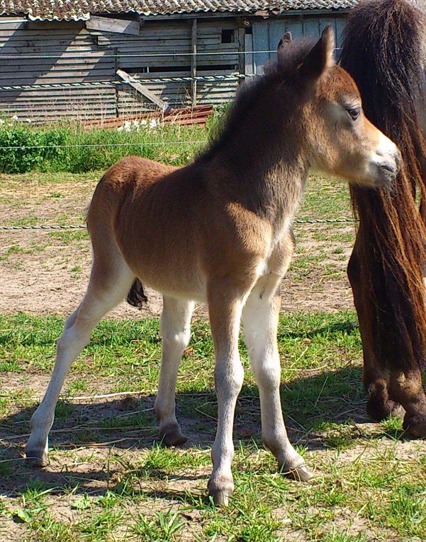 Belgisk Miniature Høgilds Kalua - 28/5 billede 7
