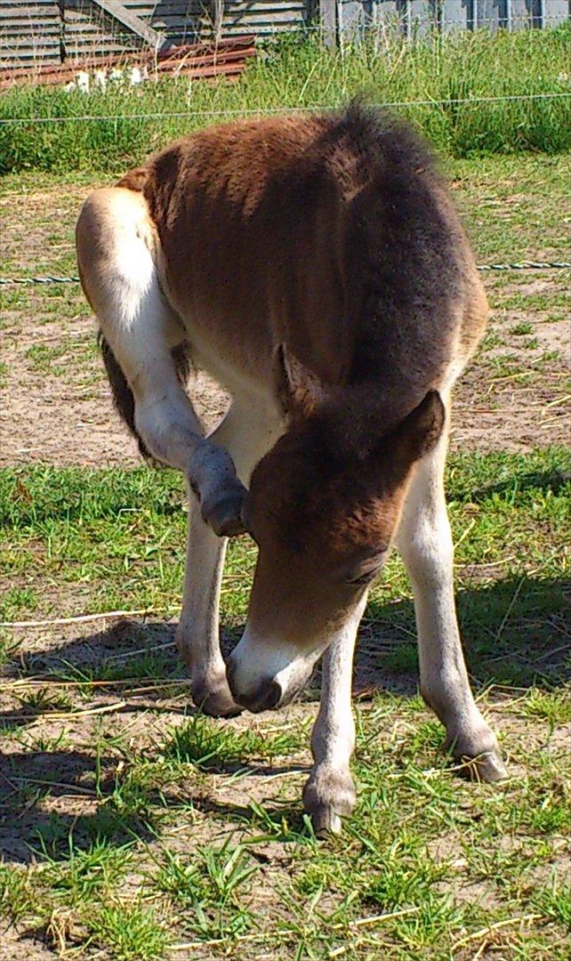 Belgisk Miniature Høgilds Kalua - 28/5 billede 9