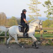 Connemara Skolekrogens Stasia *B PONY!*