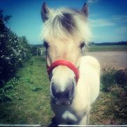 Fjordhest Bjergvangs Bella Eywa