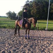 Traver imagine (tidligere hest)