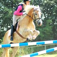 Haflinger Stakato