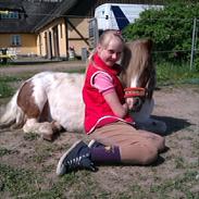 Shetlænder prinsesse