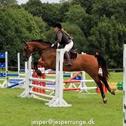 Hollandsk Varmblod Manola