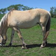 Anden særlig race Maggie