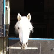 Anden særlig race Papaya