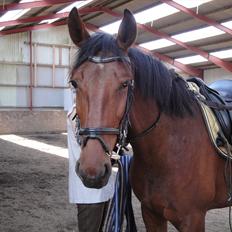 Anden særlig race TT (Tempo)