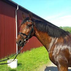 Anden særlig race TT (Tempo)