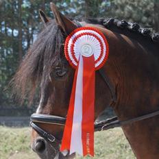 New Forest Sirius Hippios