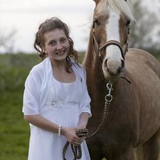 Hollandsk Sportspony Lodius |Smørblomst|<3