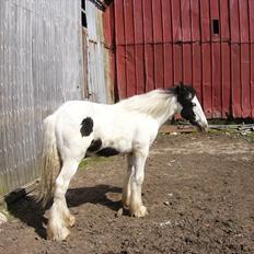 Irish Cob Poseidon R.I.P Lækre fyr!
