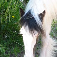 Irish Cob Poseidon R.I.P Lækre fyr!