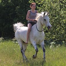 Arabisk fuldblod (OX) [ Isan ] <3