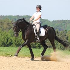 Dansk Varmblod Rapina Nord