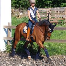 Dansk Varmblod Fældgårdens Dia-Lou