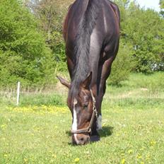 Oldenborg Møllevangs Bandit