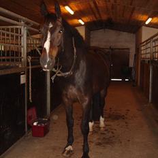 Oldenborg Møllevangs Bandit