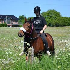 Anden særlig race TASJA