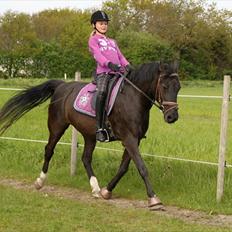 Anden særlig race Sokky