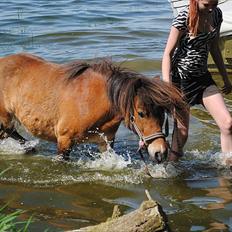 Shetlænder Manjo ||Part/Passer||