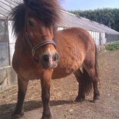 Shetlænder Manjo ||Part/Passer||