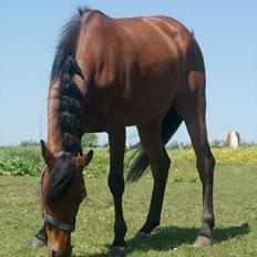 Anden særlig race Franciska