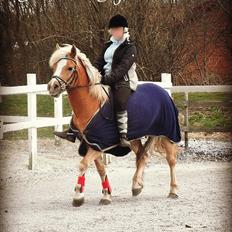 Haflinger Herkules *Stjerne ponyen!*