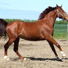 Frederiksborg Dior af Hestehaven