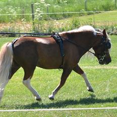 Dansk Miniature Katrinesmindes Maranello