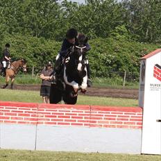 Irsk Sportspony Loughan Milkybar 