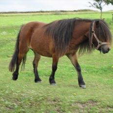 Shetlænder vinny v. stal tasselaar