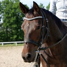 Anden særlig race Busse