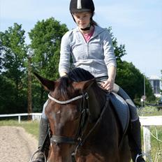 Anden særlig race Busse