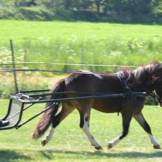Belgisk Miniature Lundevestergård Lux Mar