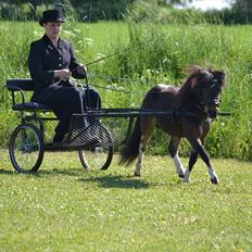 Belgisk Miniature Lundevestergård Lux Mar