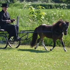 Belgisk Miniature Lundevestergård Lux Mar