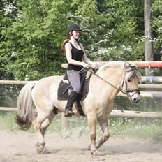Fjordhest Mastrup Zolo forhenv.