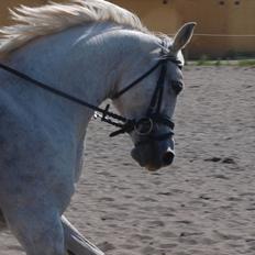 DSP Nørlunds Sally Maree